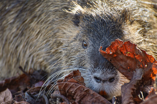 nutria-4363.jpg nutria-4363.jpg