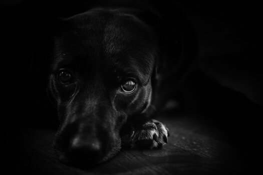 47259110461_8aff50ab6a_o (3).jpg
