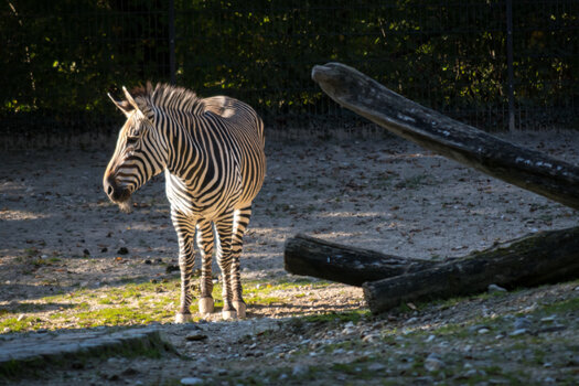 Zebra.jpg