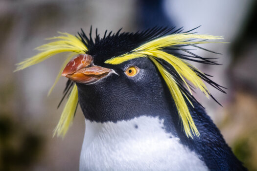 Pinguin Punk.jpg