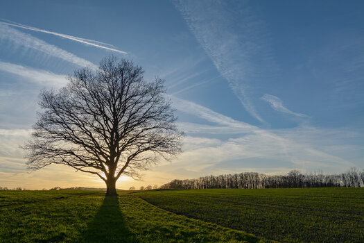baum-4446.jpg