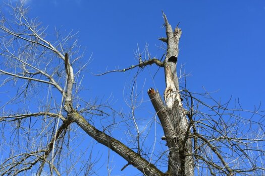comp_Windbruch_495.jpg
