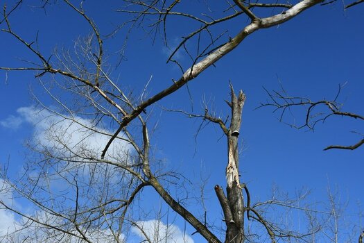 comp_Windbruch 2_496.jpg