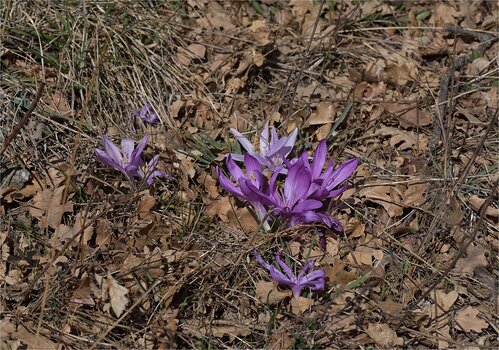 DSC_5481.jpg