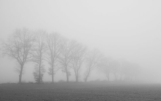 morgennebel-sw.jpg