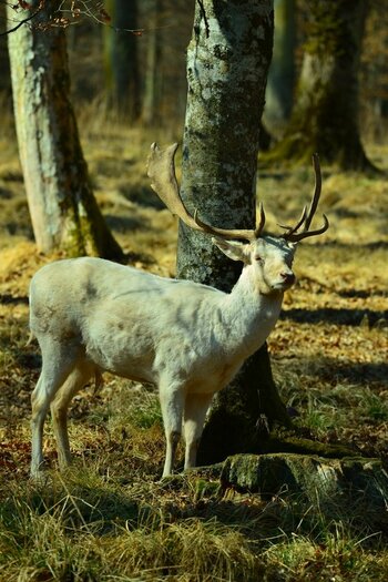 Hirsch_Damhirsch_weis_DSC_0147.jpg