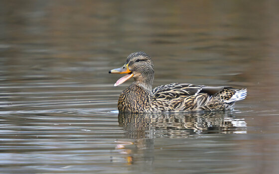 DSC_0876-bigmates.jpg