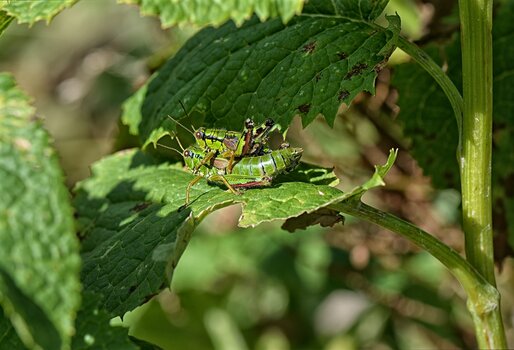 DSC_6674.002.jpg