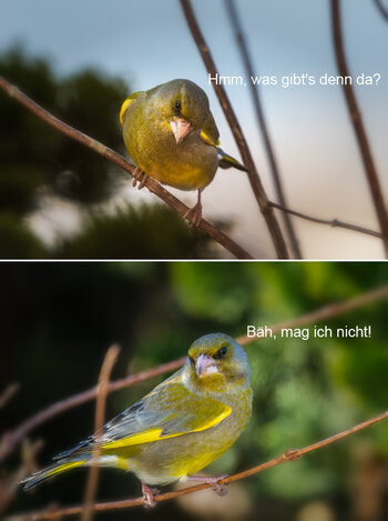 gruenfink.jpg gruenfink.jpg