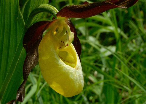 Orchideen_15.jpg