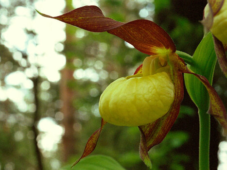 Orchideen_022.jpg