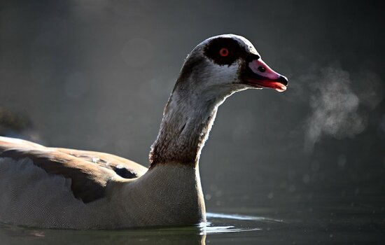 Nilgans-Gegenlicht-Atem.jpg