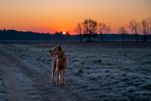 Sonnenaufgang am kalten Morgen mit Paule.jpg