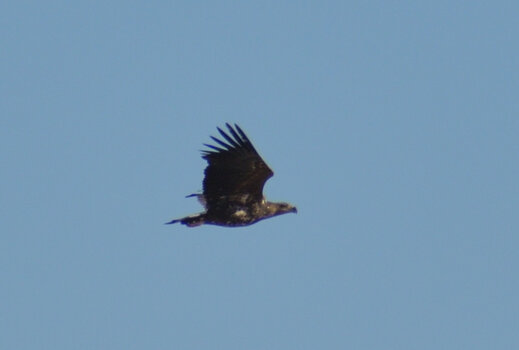 20220313_115237_nf.JPG