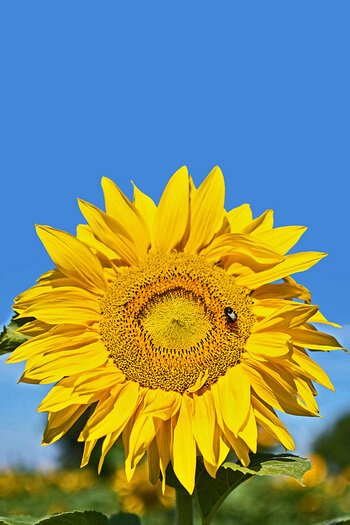 sonne 900.jpg