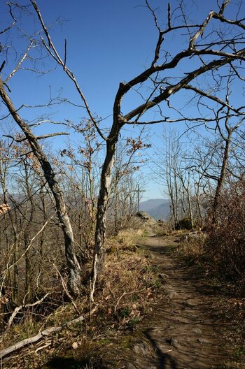 DSC_2942_00001n.jpg