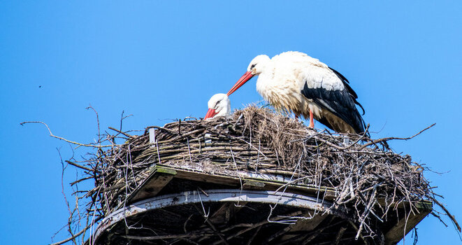Storch 2.jpg
