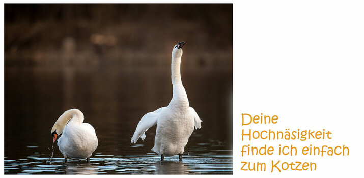 Z62_5733+mit Text  mkl2.jpg