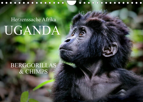 Cover des Fotokalenders UGANDA - Berggorillas & Chimps von Wibke Woyke Cover des Fotokalenders UGANDA - Berggorillas & Chimps von Wibke Woyke