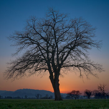 Sonnenuntergang_LauteracherRied_1200px.jpg
