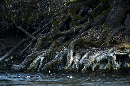 DSC_1464_1.jpg
