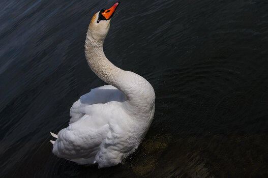 DSC_2356.JPG