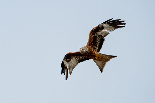 Vögel-2.jpg