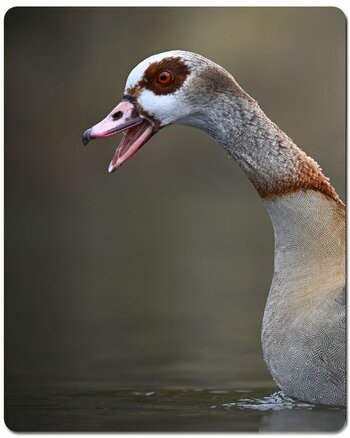 Nilgans.jpg