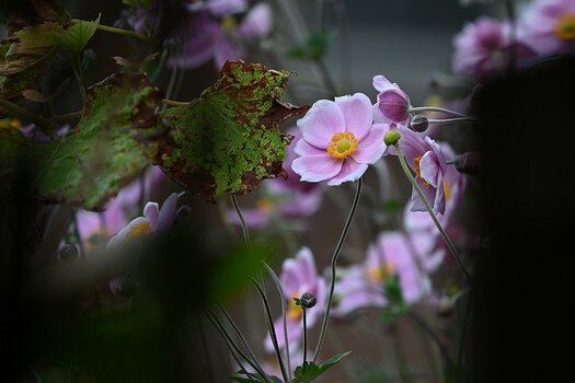 DSC_4816.1200.jpg