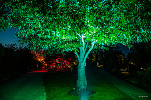 Baum abends.jpg