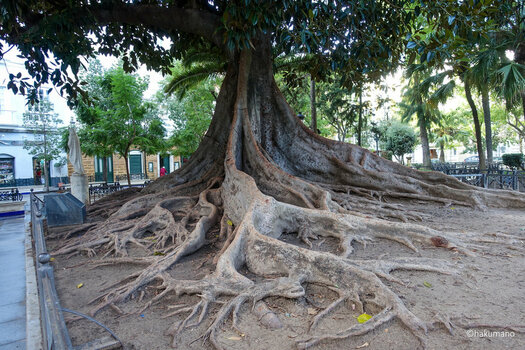 Baum Cadiz 1.jpg