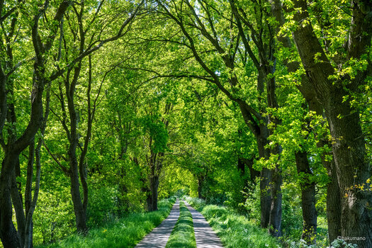 Allee1.jpg