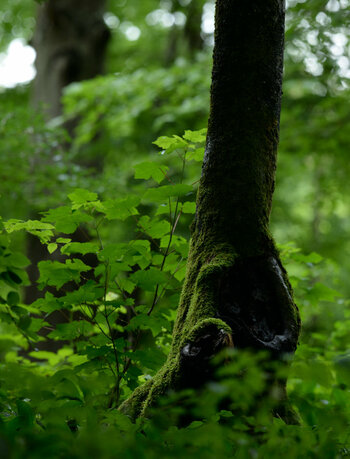 DSC_0132_1.jpg