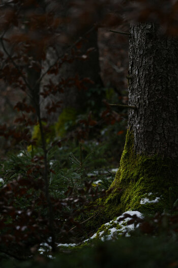 DSC_0093_1.jpg