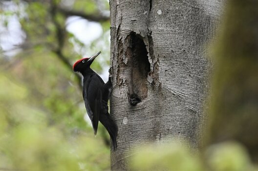 NZ9_6352 (2).JPG