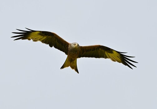 NZ9_7843 (2).JPG