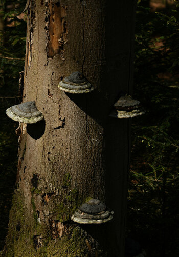 DSC_1670_1.jpg