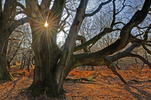 Baum im Urwald Sababurg Baum im Urwald Sababurg