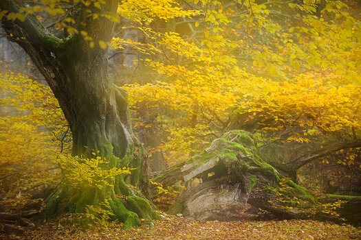 Waldlandschaft im Urwald Sababurg Waldlandschaft im Urwald Sababurg