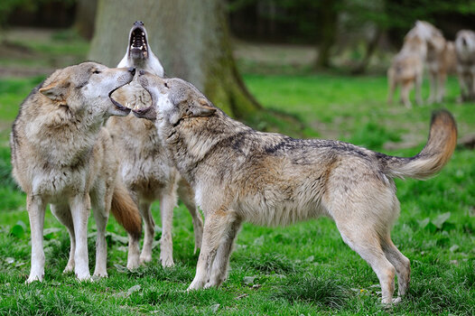 Drei Wölfe im Tierpark Sababurg