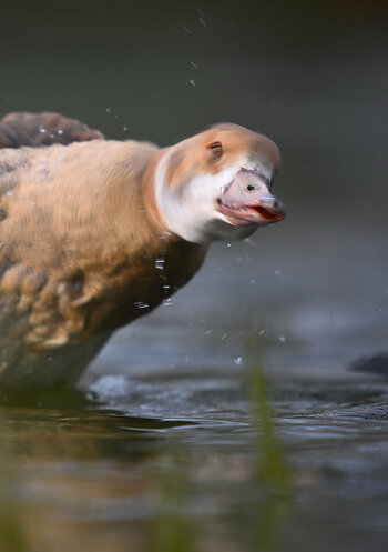 DSC_4177.jpg