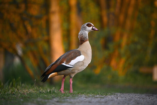 DSC_4523ps.jpg