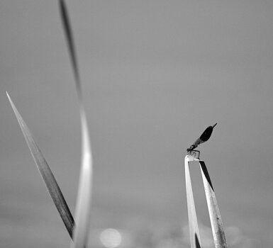 DSC_2045_1.jpg