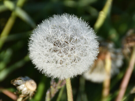 Eisblume.jpg