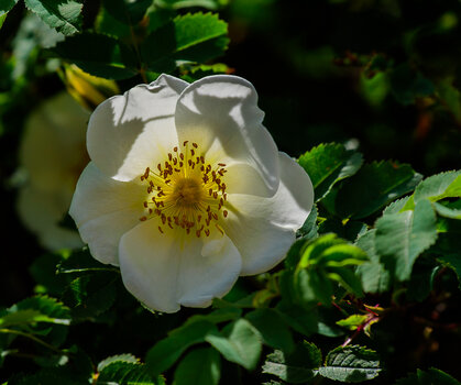 750_7244.JPG