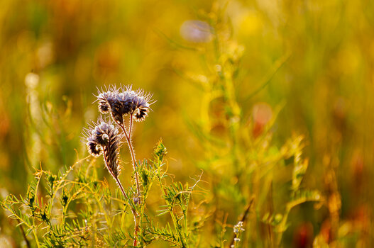 sommerwiese-8256.jpg