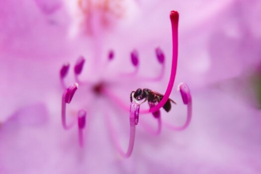 Makrofotografie Insekt auf Staubgefäß einer Blüte