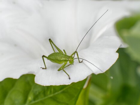 Makrofotografie Grashüpfer auf weißer Blüte Makrofotografie Grashüpfer auf weißer Blüte