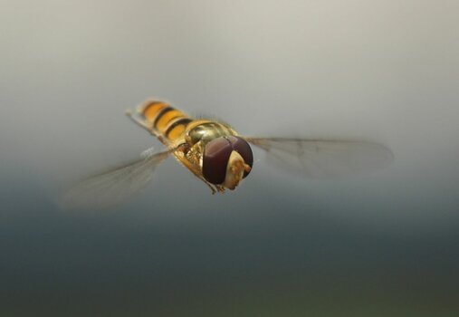 Makrofotografie fliegendes Insekt