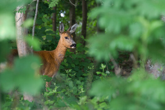 DSC_9515.jpg